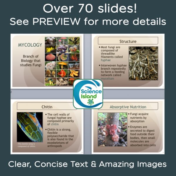 fungi powerpoint