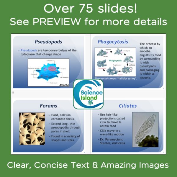 protists powerpoint