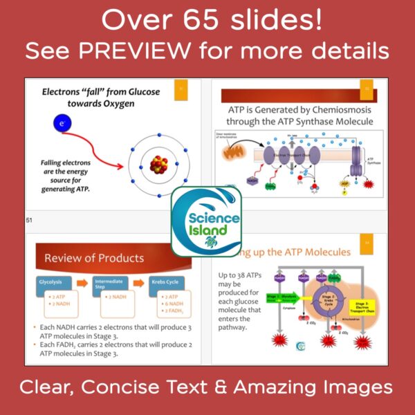 cellular respiration powerpoint