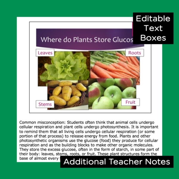 photosynthesis powerpoint