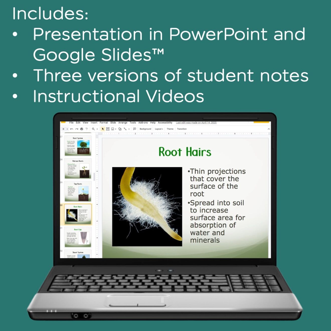 Plant Structure and Function PowerPoint, Notes, and Videos - Science Island