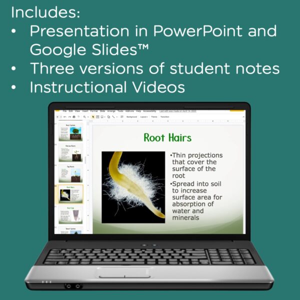 plant structure and function powerpoint