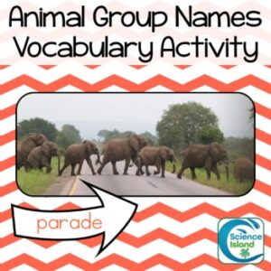 Vocabulary Matching Activity - Animal Group Names