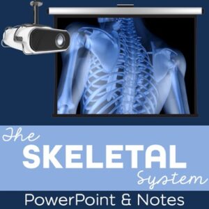 Skeletal System PowerPoint and Notes