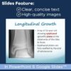 Skeletal System PowerPoint and Notes