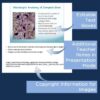 Skeletal System PowerPoint and Notes