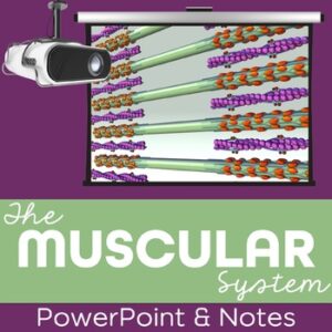 Muscular System PowerPoint and Notes