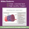 Muscular System PowerPoint and Notes