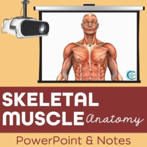 Skeletal Muscle Anatomy PowerPoint and Notes