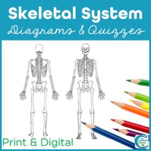 Skeletal System Diagrams and Quizzes - Anatomy Coloring & Labeling Activity