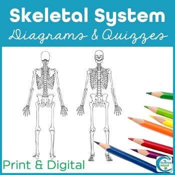 Anatomy: Skeletal System Quiz