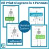 Skeletal System Diagrams and Quizzes - Anatomy Coloring & Labeling Activity