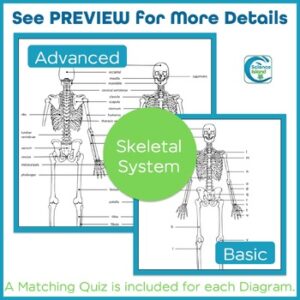 Skeletal System Diagrams and Quizzes - Anatomy Coloring & Labeling ...
