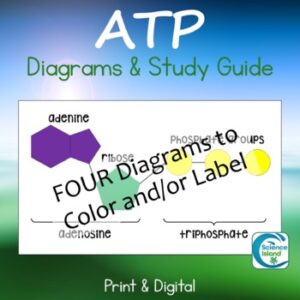 ATP Diagrams & Study Guide - Print and Digital
