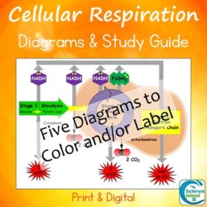 Cellular Respiration Diagrams and Study Guide