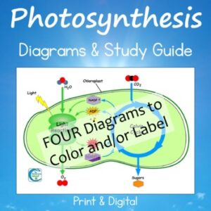 Photosynthesis Diagrams and Study Guide (Distance Learning)