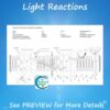 Photosynthesis Diagrams and Study Guide (Distance Learning)