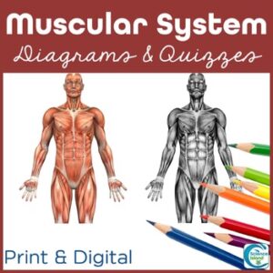 Muscular System Diagrams and Quizzes - Anatomy & Labeling Activity