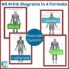Muscular System Diagrams and Quizzes - Anatomy & Labeling Activity