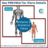 Muscular System Diagrams and Quizzes - Anatomy & Labeling Activity