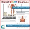Muscular System Diagrams and Quizzes - Anatomy & Labeling Activity