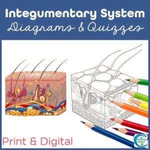 Integumentary System Diagram and Quiz - Skin Anatomy Activity