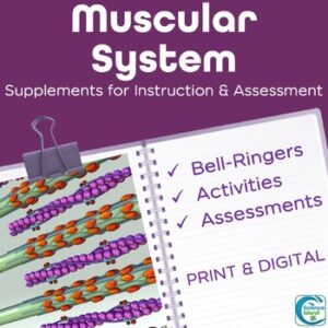 Muscular System Activities