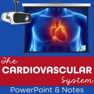 Cardiovascular System PowerPoint and Notes