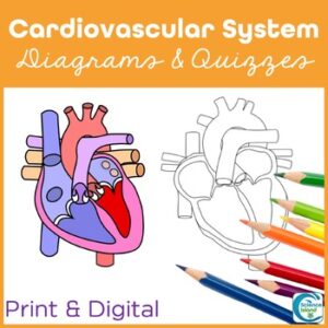 Cardiovascular System Anatomy Activity - Heart Diagrams Coloring & Labeling