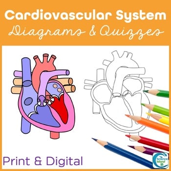 Basic A&P Labelling Human Heart Quiz