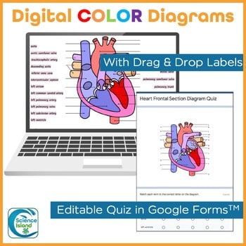 Basic A&P Labelling Human Heart Quiz