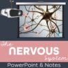 Nervous System PowerPoint and Notes