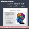 Nervous System PowerPoint and Notes