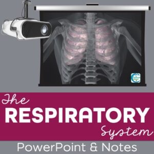 Respiratory System PowerPoint and Notes