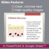 Respiratory System PowerPoint and Notes