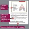 Respiratory System PowerPoint and Notes