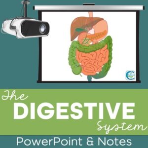 Digestive System PowerPoint and Notes