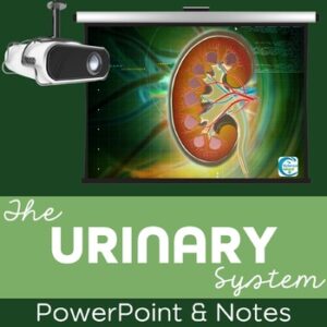 Urinary System PowerPoint and Notes