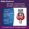 Endocrine System PowerPoint and Notes for Anatomy and Physiology