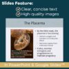 Reproductive System PowerPoint and Notes