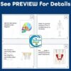 Skeletal System Task Cards - Anatomy and Physiology Activity