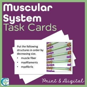 Muscular System Task Cards - Anatomy and Physiology Activity