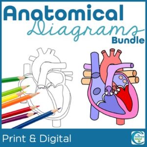 Anatomy Diagrams Bundle - Human Body Systems Coloring & Labeling Activities