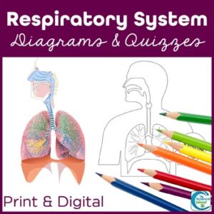 Respiratory System Anatomy Coloring & Labeling Activity - Diagrams & Quizzes