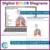 Respiratory System Anatomy Coloring & Labeling Activity - Diagrams & Quizzes