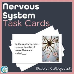 Nervous System Task Cards - Anatomy and Physiology Activity
