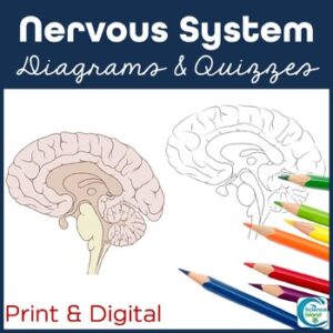 Nervous System Diagrams and Quizzes - Anatomy Coloring & Labeling Activity