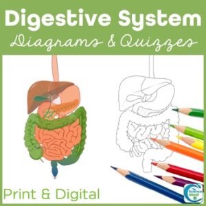 Digestive System Anatomy Coloring & Labeling Activity - Diagrams and Quizzes