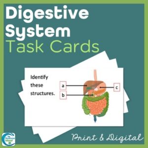 Digestive System Task Cards - Anatomy and Physiology Activity