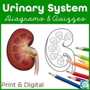 Urinary System Diagrams and Quizzes - Anatomy Coloring & Labeling Activity